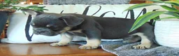 French Bulldog dogs for sale: Ben - Ad 7