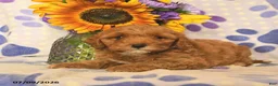 Cockapoo dogs for sale: Amber  - Ad 3
