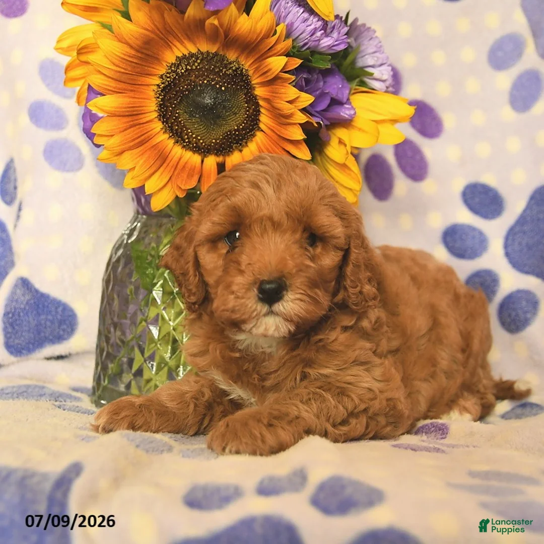 Cockapoo dogs for sale: Amber  - Ad 3