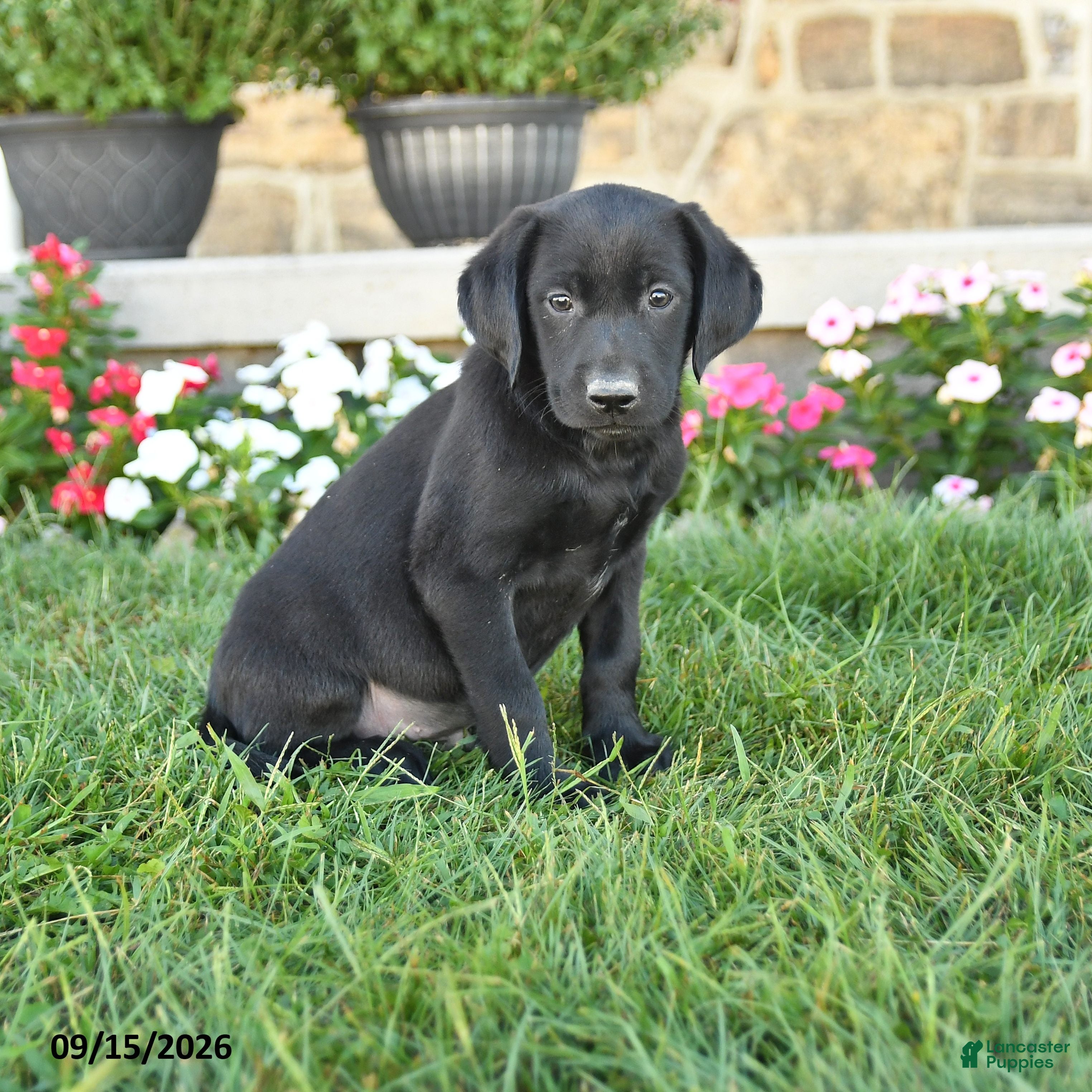 Labrador Retriever dogs Gus - Ad 1