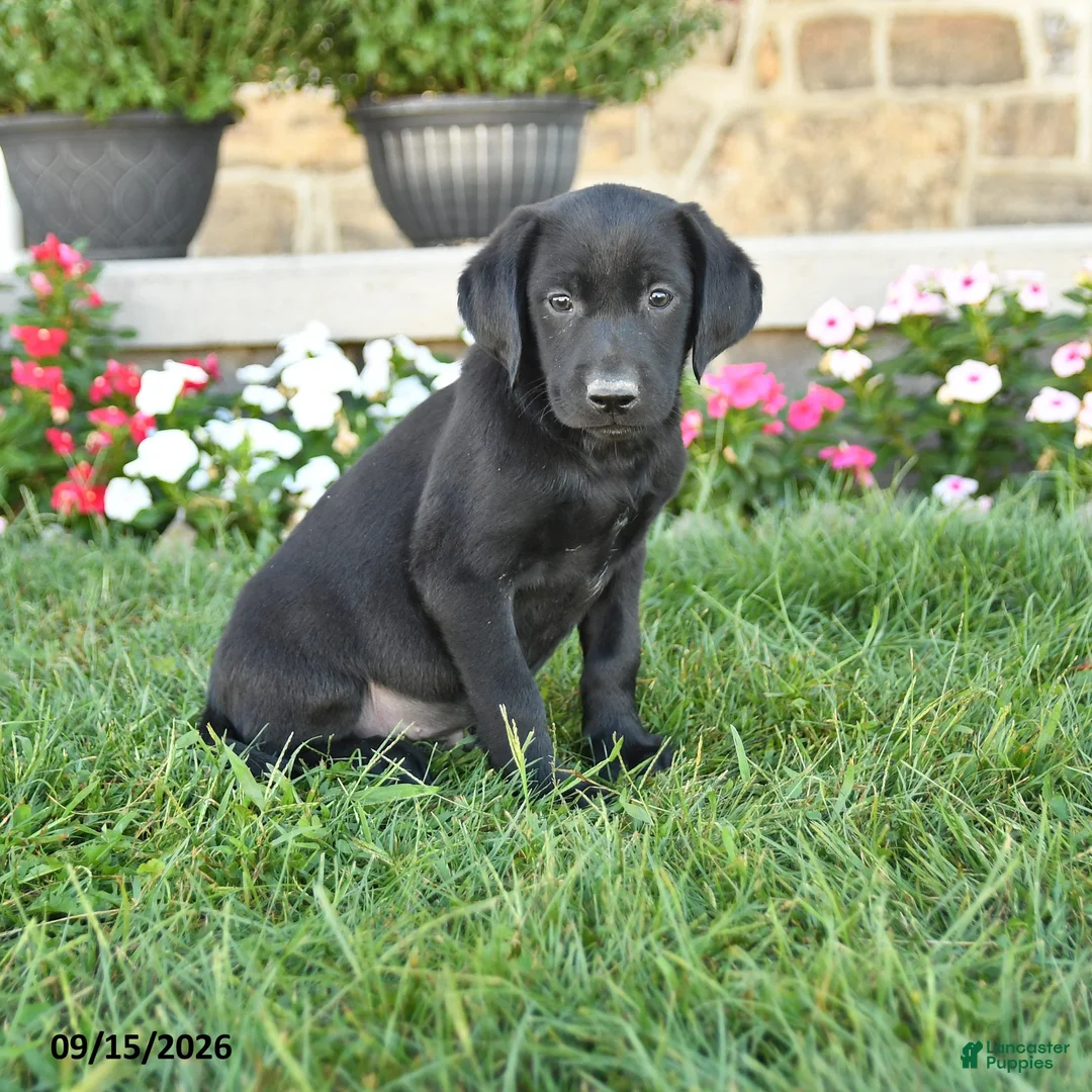 Labrador Retriever dogs for sale: Gus - Ad 1