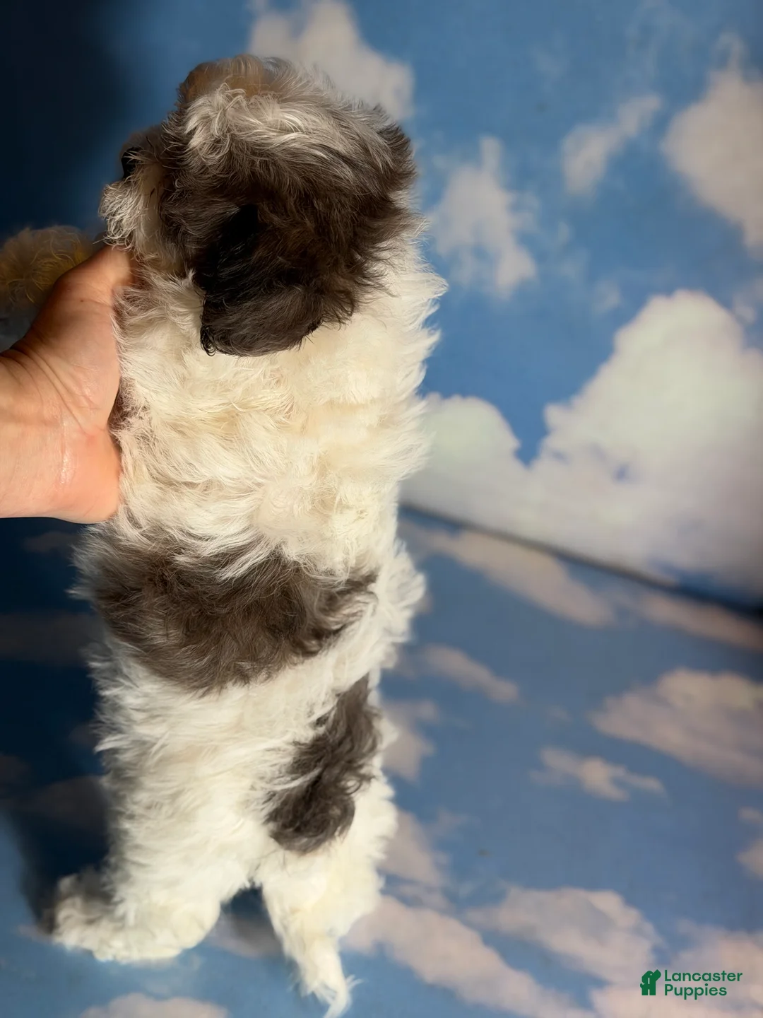 Shihpoo dogs for sale: Maria  - Ad 4
