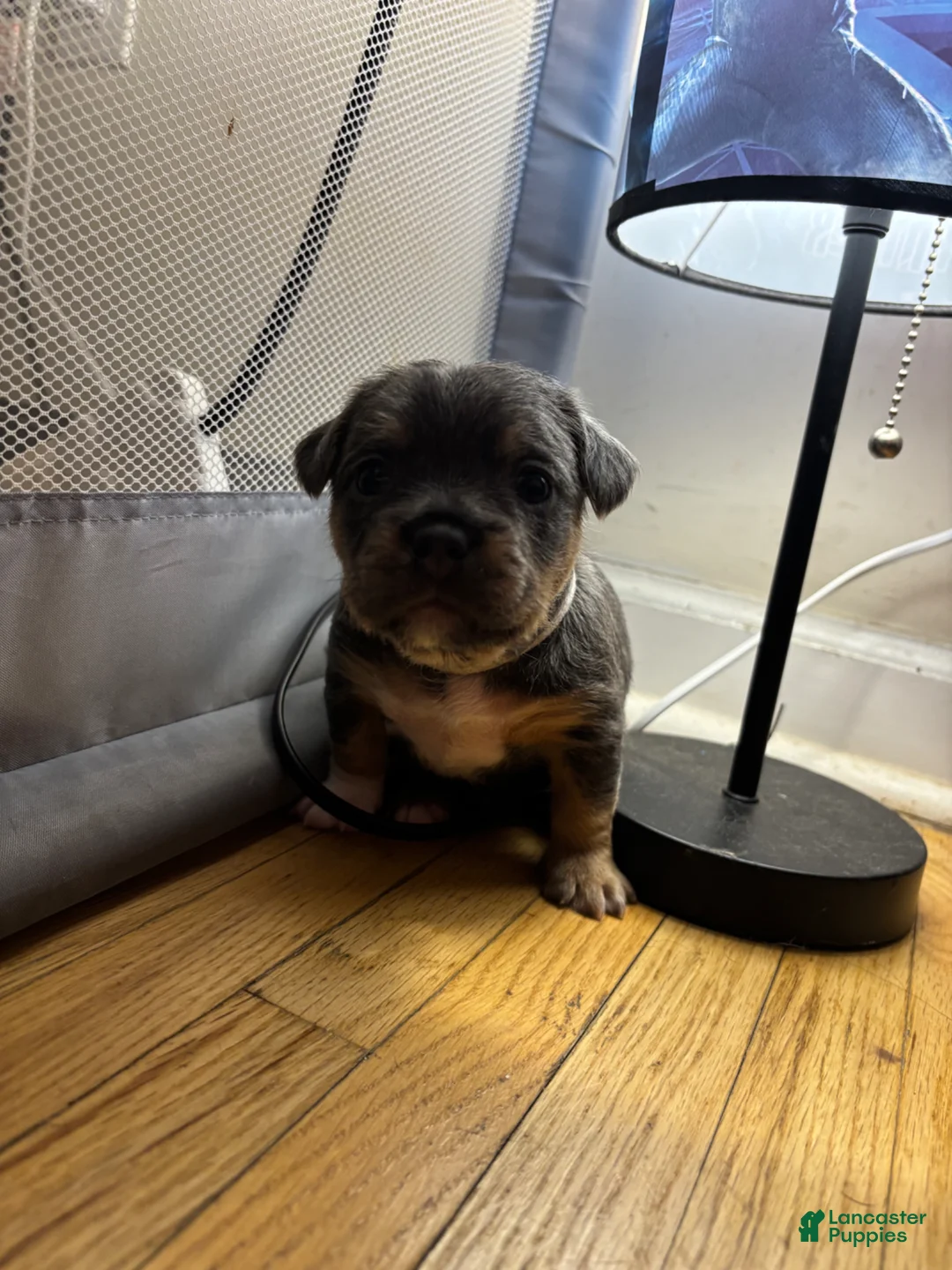 Mixed Breed dogs for sale: Charm - Ad 2