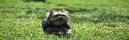 Yorkshire Terrier dogs for sale: Fairy - Ad 13