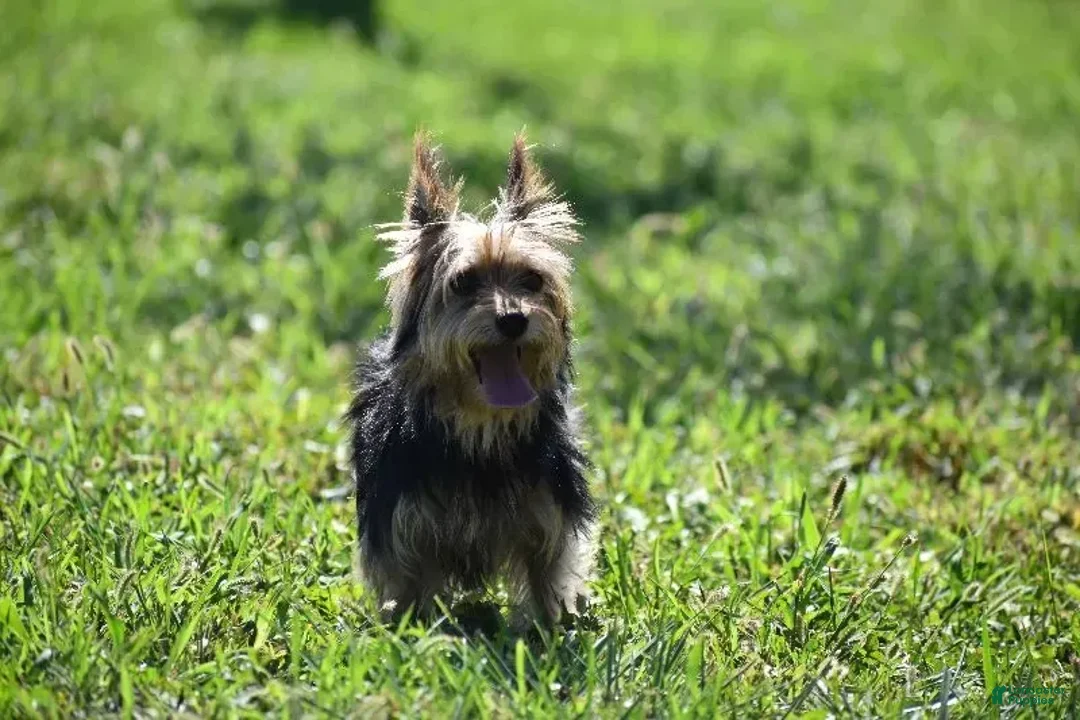 Yorkshire Terrier dogs for sale: Fairy - Ad 13