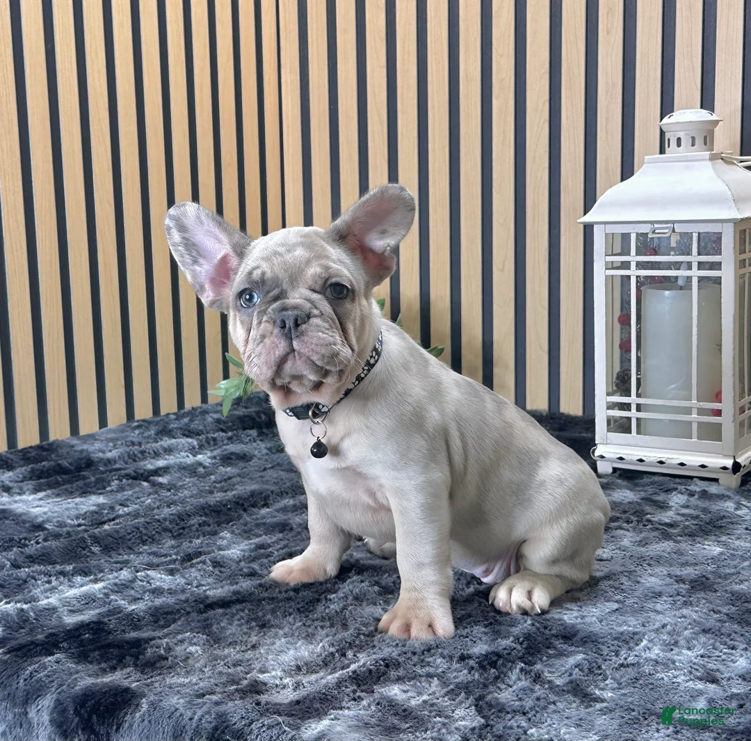 French Bulldog dogs for sale: Rose Video Ad - Ad 4