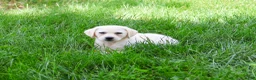 Labrador Retriever dogs for sale: Tinkerbell - Ad 5