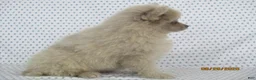 Pomeranian dogs for sale: Jinx - Ad 2