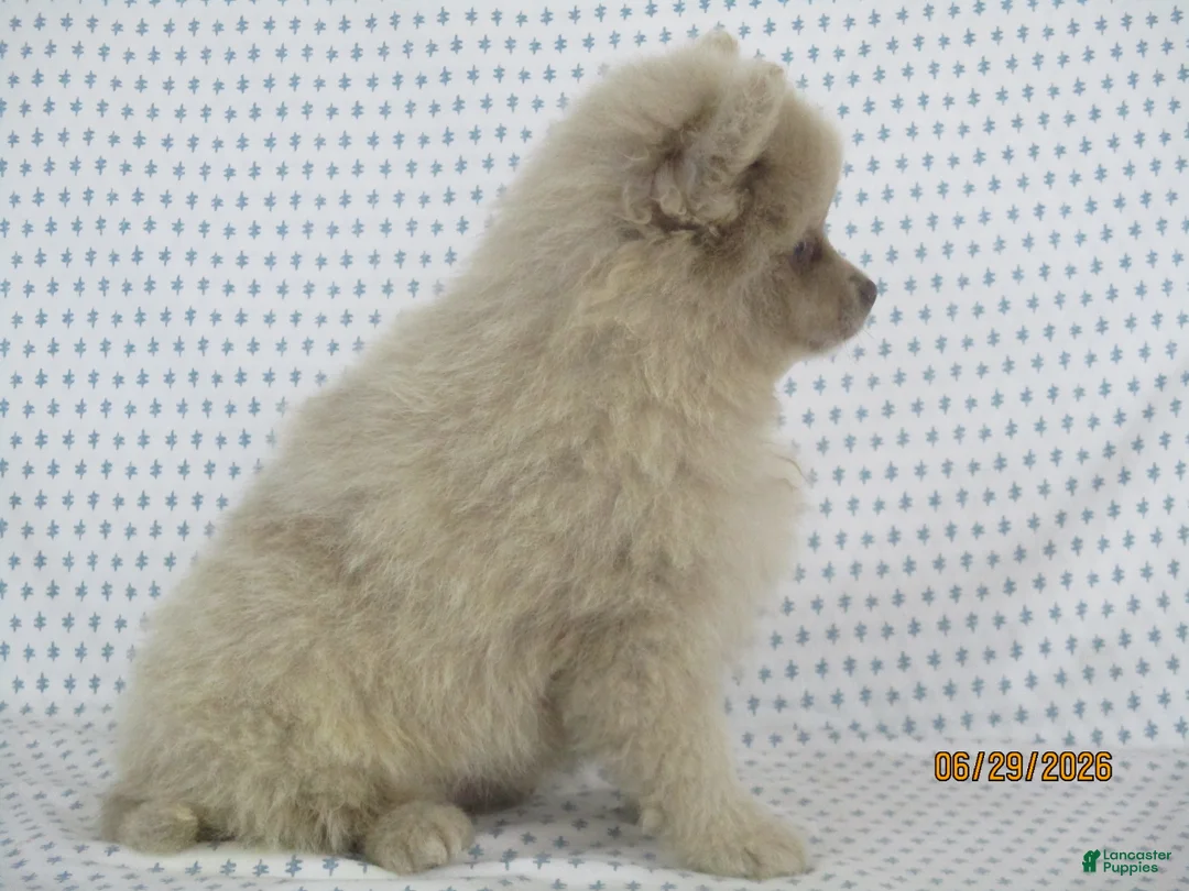 Pomeranian dogs for sale: Jinx - Ad 2