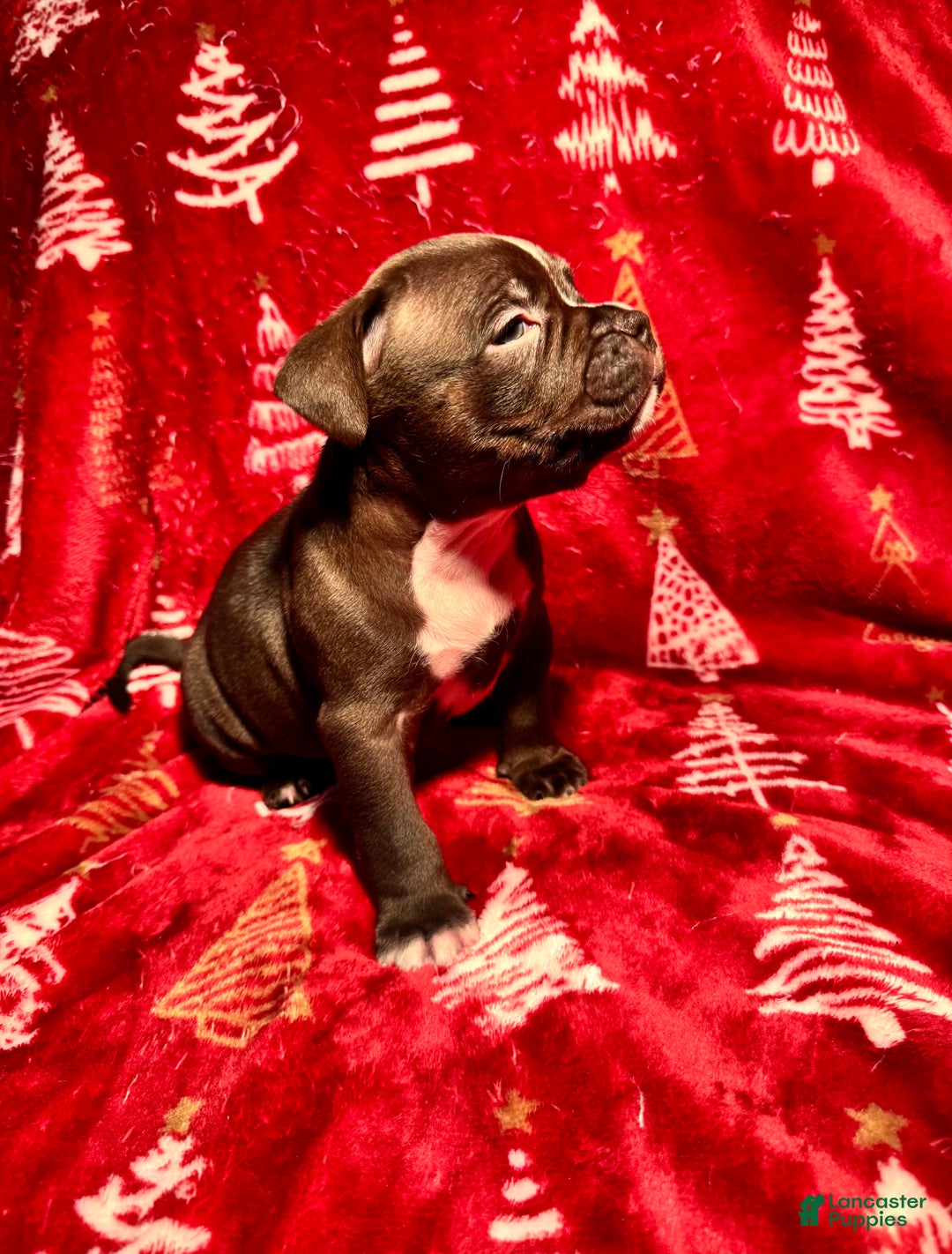 American Bully dogs for sale: American Bully Puppy 4 - Ad 2