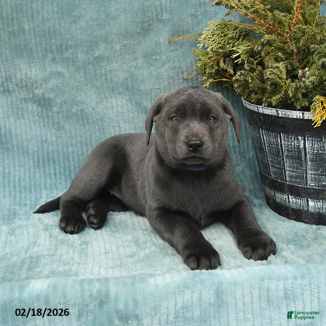 Labrador Retriever dogs for sale: Shades - Ad 2