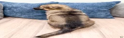 German Shepherd dogs for sale: Kermit - Ad 5
