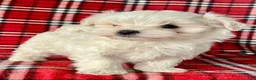 Maltese dogs for sale: Banjo - Ad 4