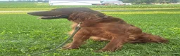 Irish Doodle dogs for sale: Franklin - Ad 19