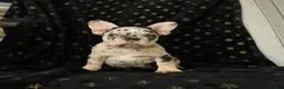 French Bulldog dogs for sale: Diamond  - Ad 3