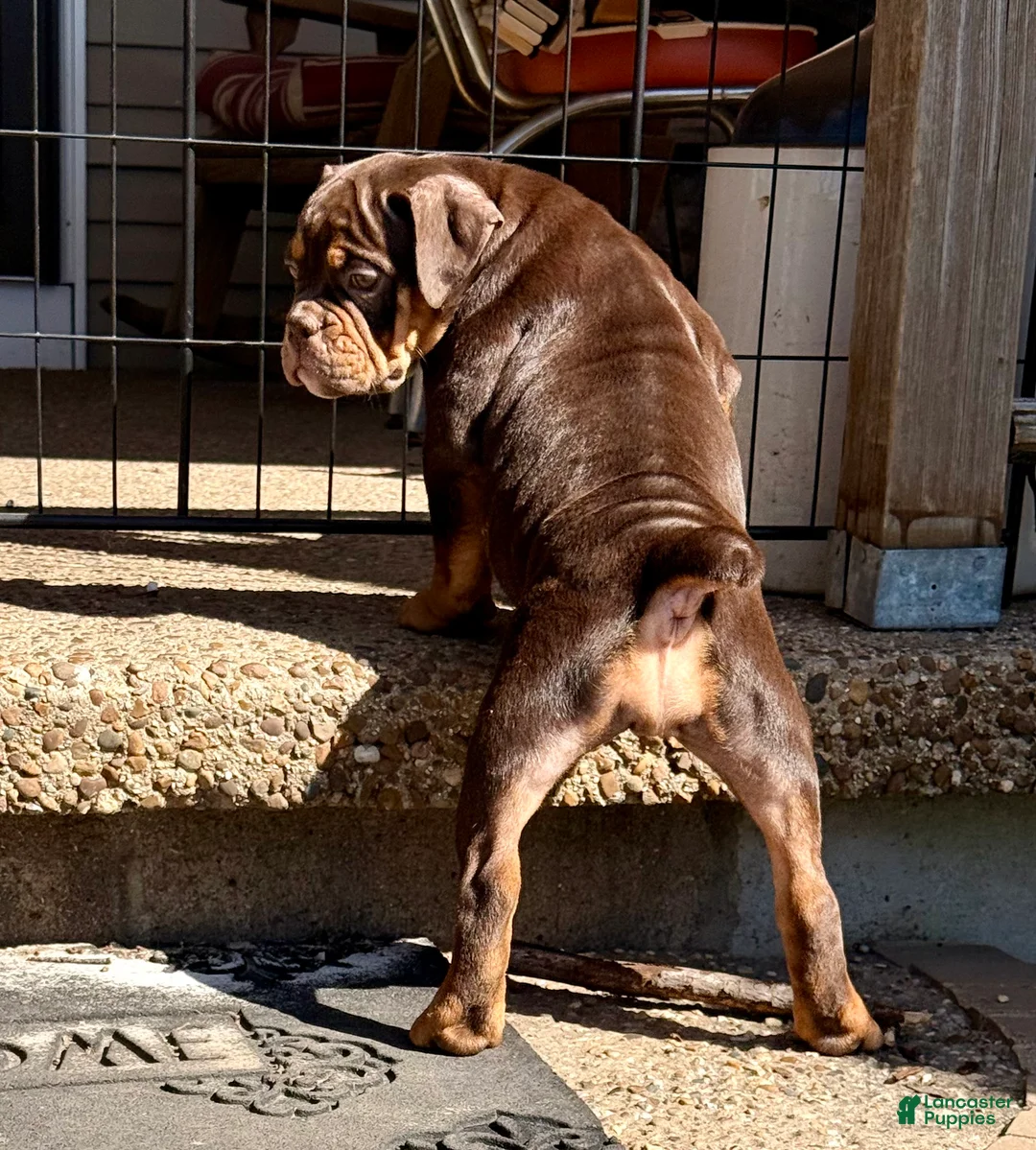 Olde English Bulldogge dogs for sale: Cookie  - Ad 2