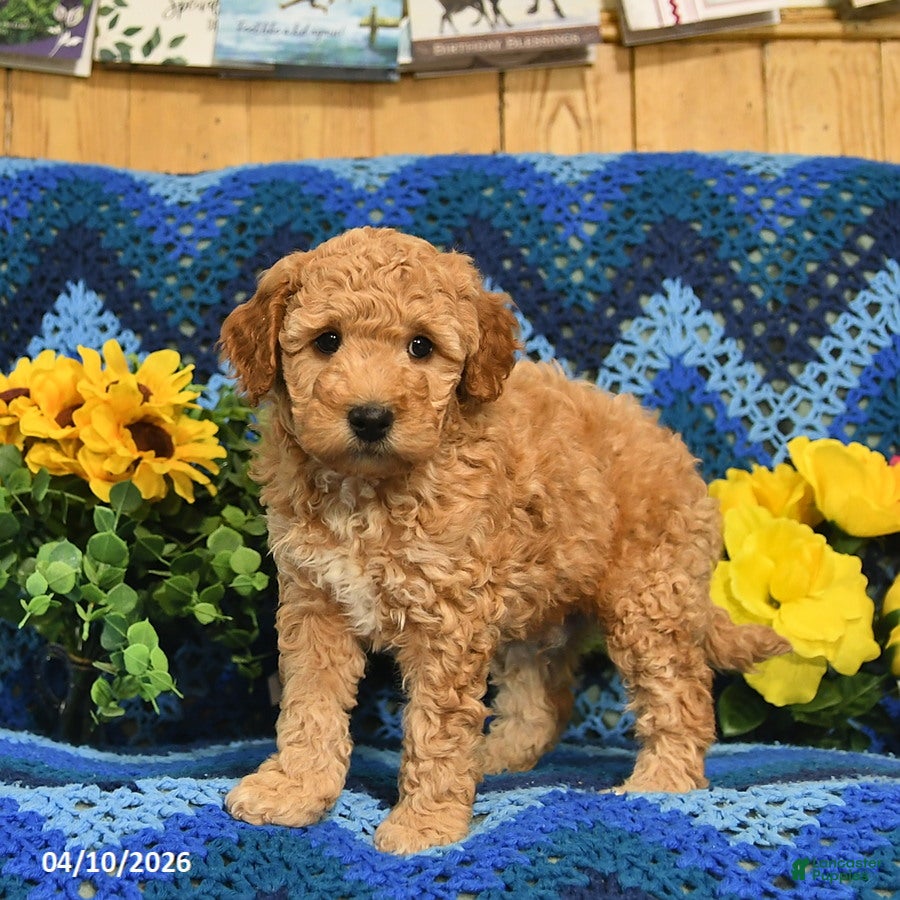 Mini Goldendoodle dogs Prancer  - Ad 2