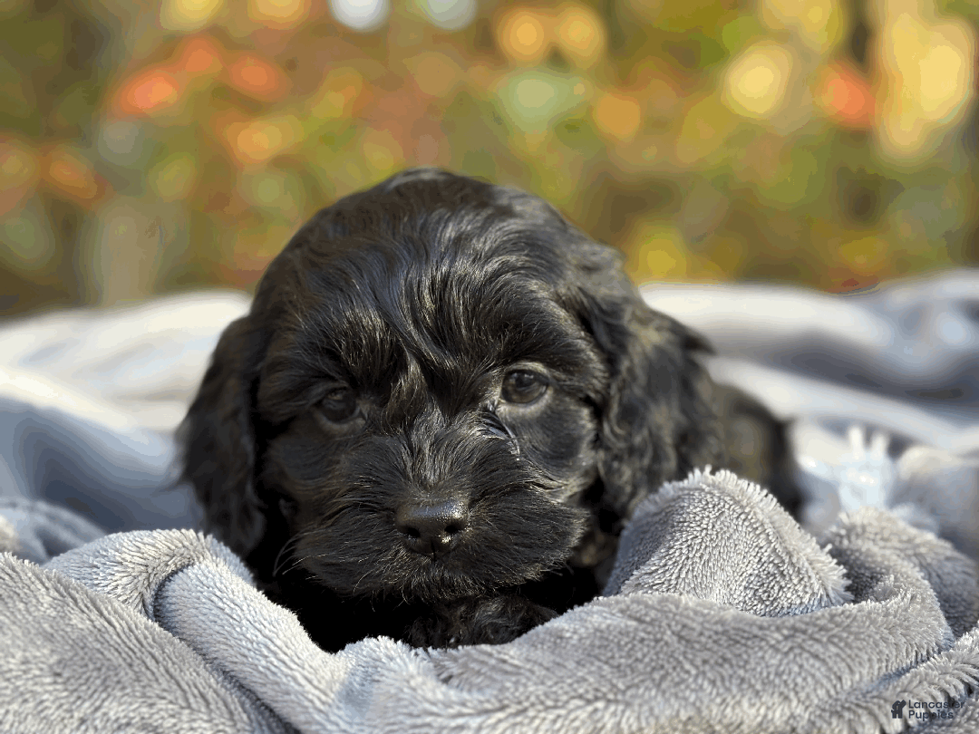 Cockapoo dogs for sale: Autumn  - Ad 7