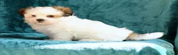 Malshi dogs for sale: Blossom - Ad 6