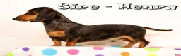 Miniature Dachshund dogs for sale: Oscar - Ad 11