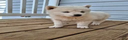 Pomsky dogs for sale: Darci - Ad 7