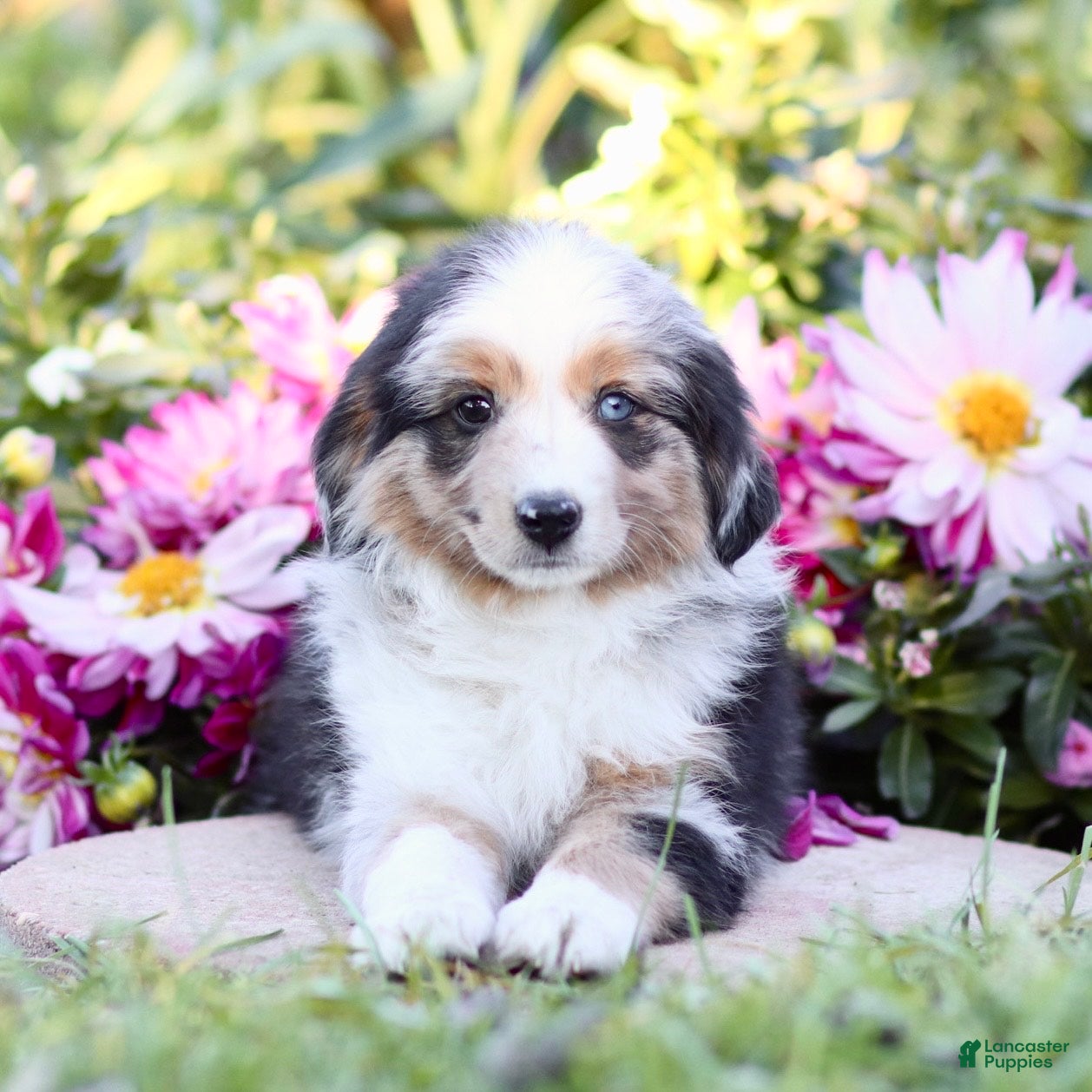 Miniature Australian Shepherd dogs George - Ad 4