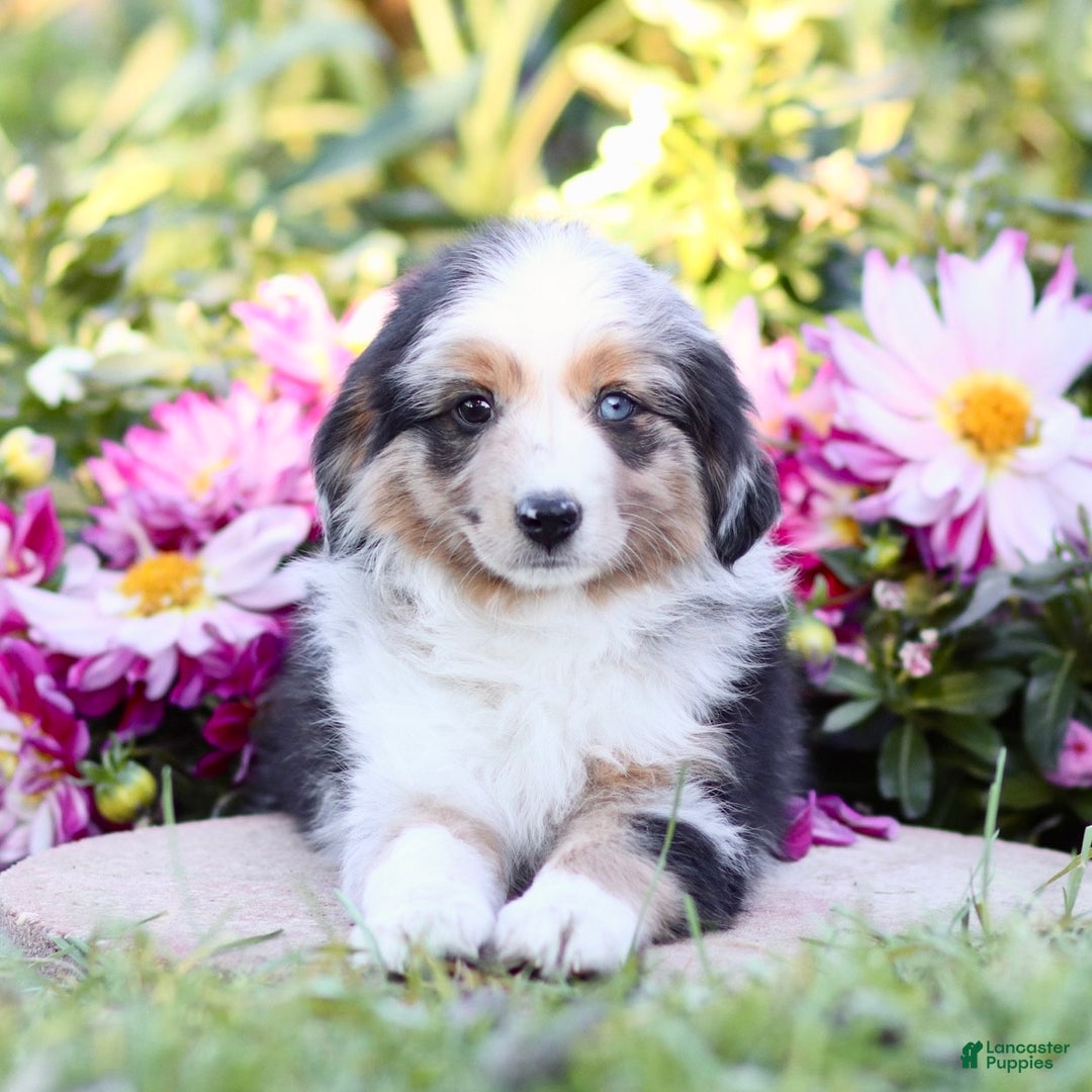 Miniature Australian Shepherd dogs for sale: George - Ad 1