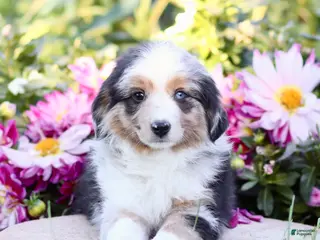Miniature Australian Shepherd dogs George - Ad 16