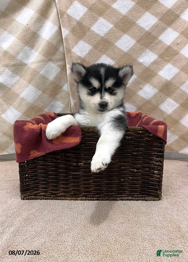 Pomsky dogs Piper - Ad 2