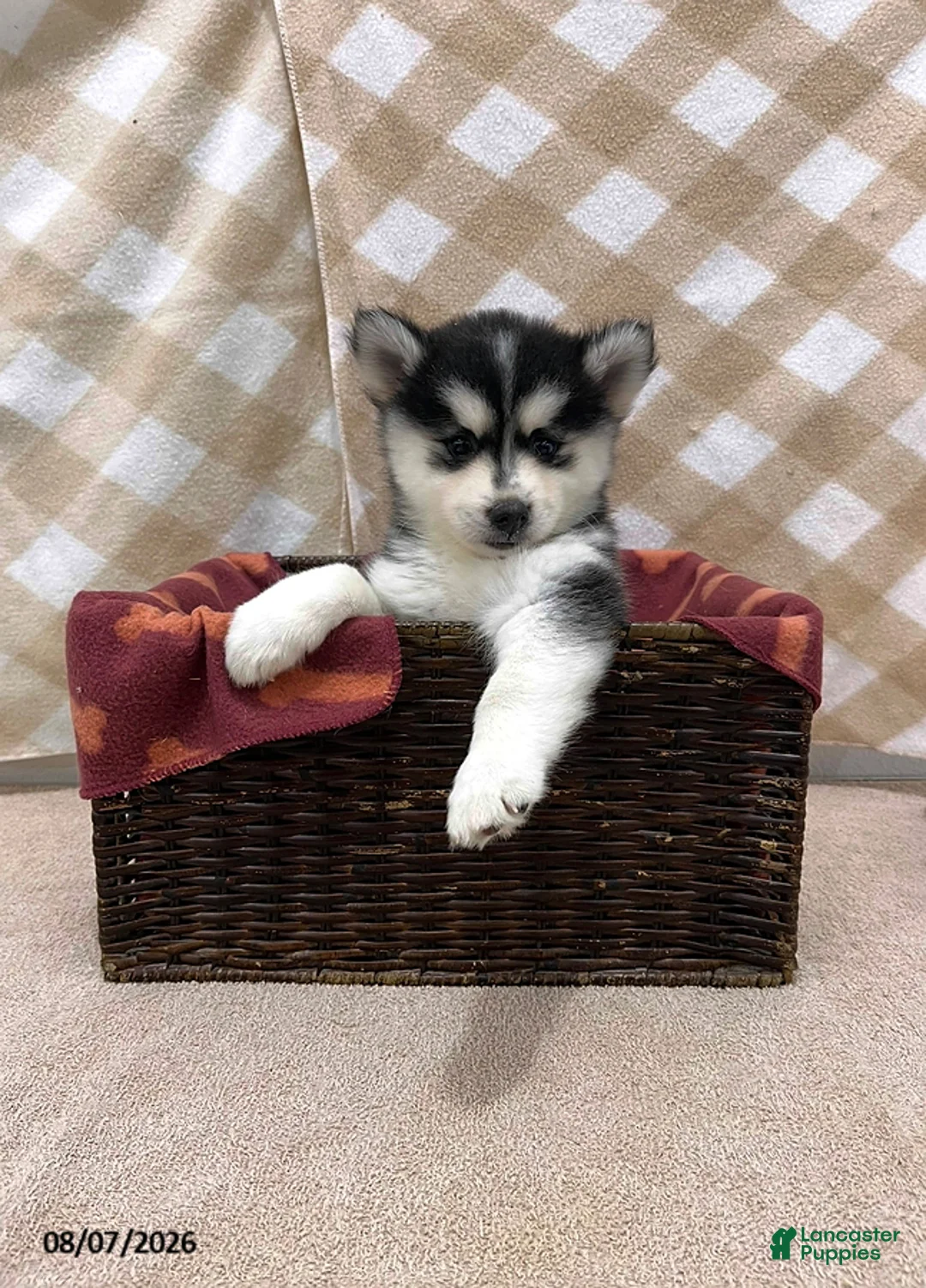 Pomsky dogs for sale: Piper - Ad 2