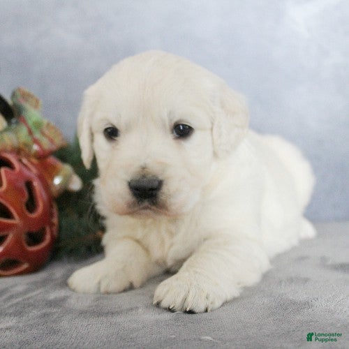 Golden Retriever dogs Angel - Ad 41