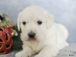 Golden Retriever dogs Angel - Ad 41