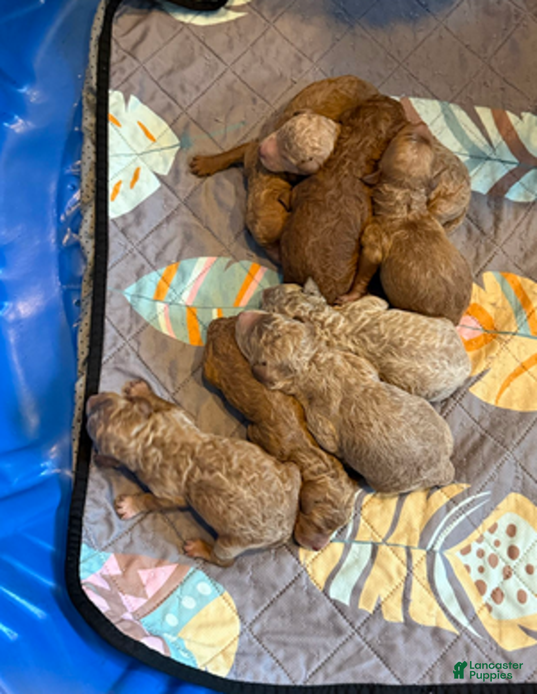 Goldendoodle dogs for sale: Male Brown Collar(Hulk) - Ad 4