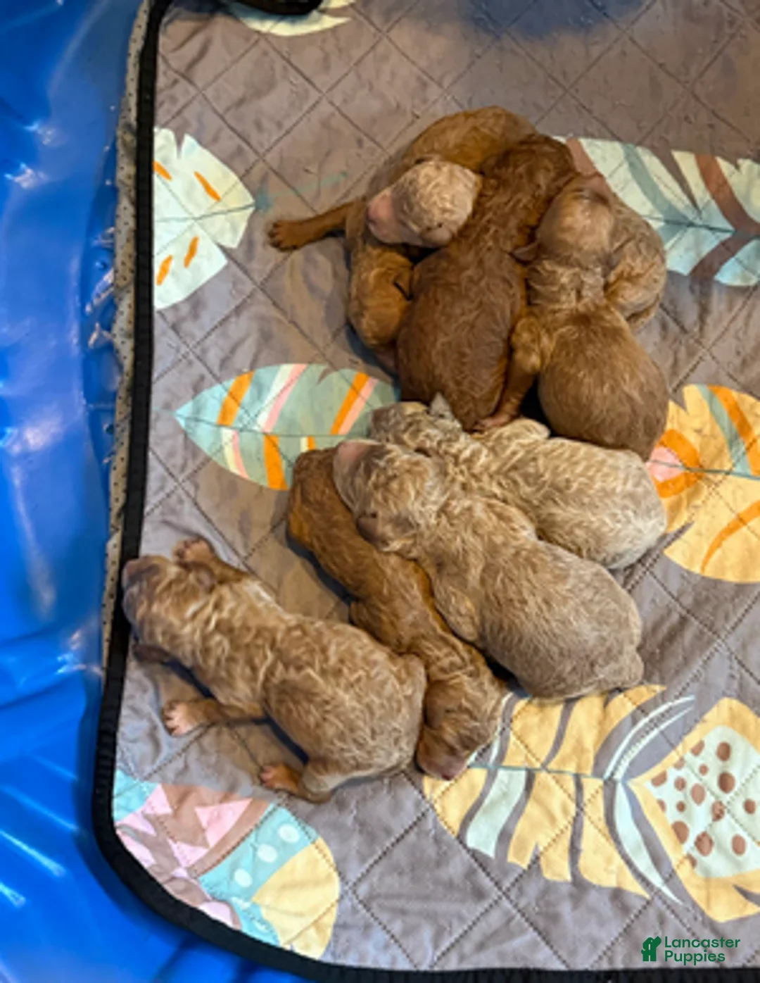Goldendoodle dogs for sale: Male Brown Collar(Hulk) - Ad 4