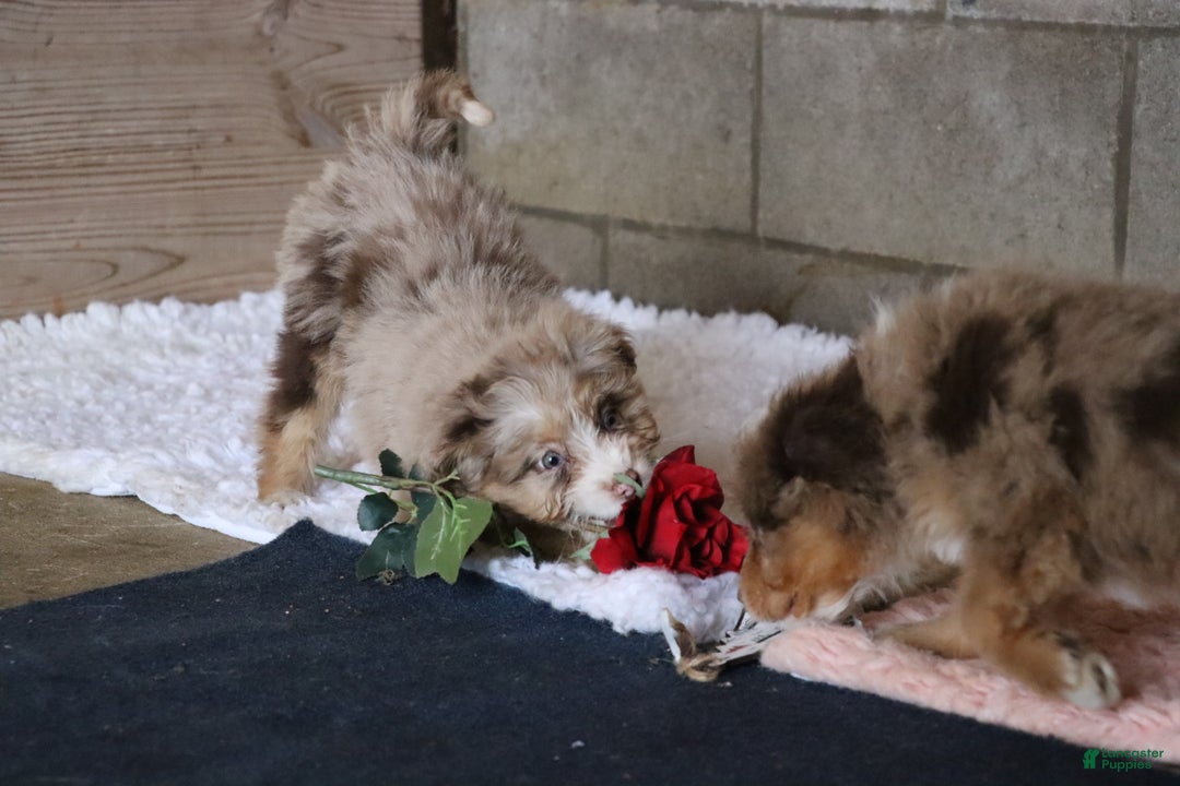 Mixed Breed dogs for sale: Poppy  - Ad 6