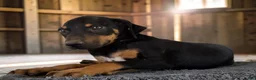 Catahoula Leopard Dog dogs for sale: Gypsie 2026 Male 1 - Ad 3