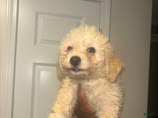 Maltipoo dogs - Ad 13