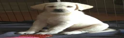 Labrador Retriever dogs for sale: Male 2 - Ad 3