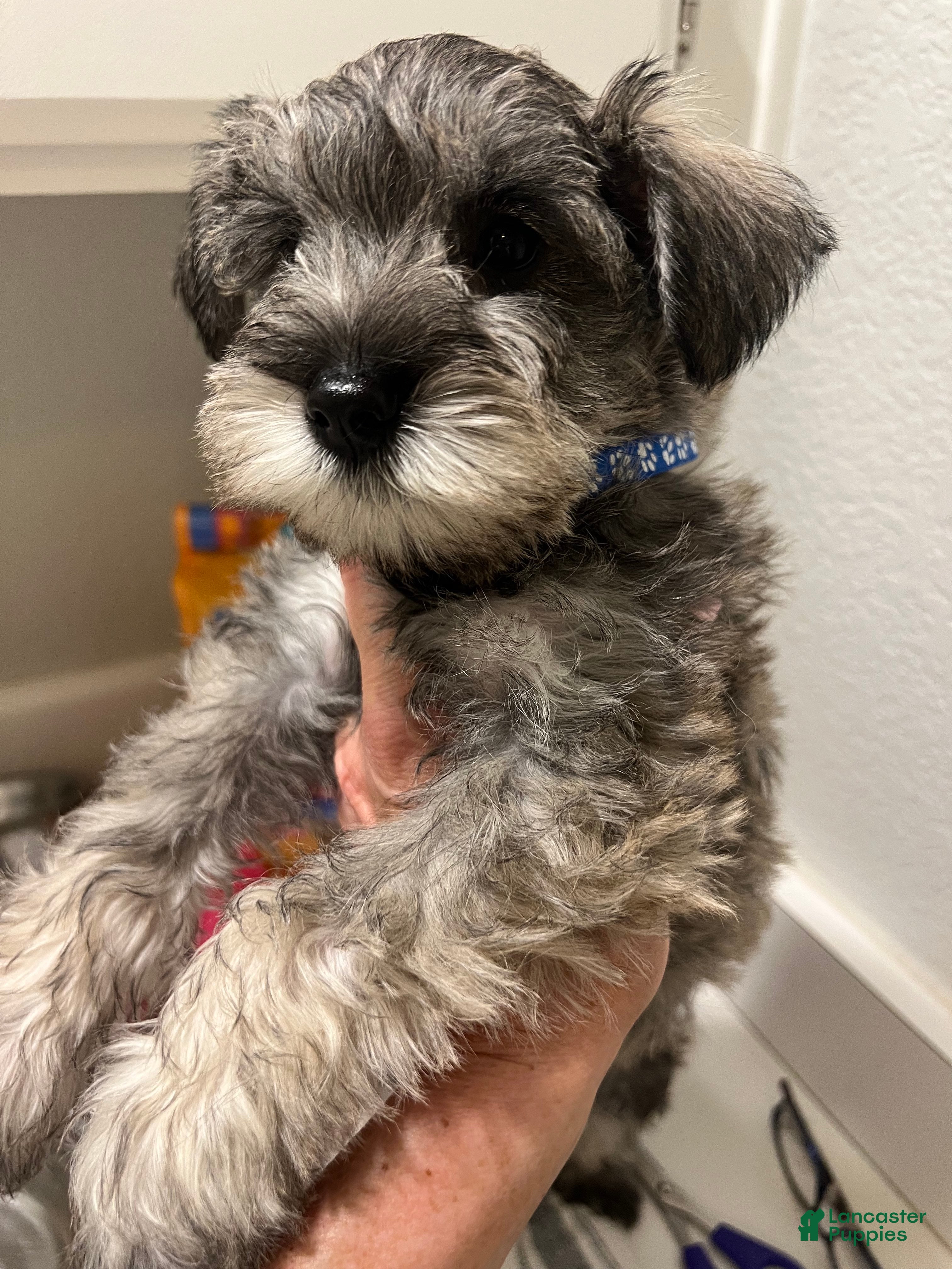 Miniature Schnauzer dogs Miniature Schnauzer Puppy 1 - Ad 2