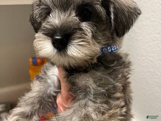 Miniature Schnauzer dogs Miniature Schnauzer Puppy 1 - Ad 3