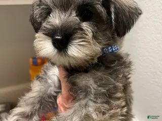 Miniature Schnauzer dogs Miniature Schnauzer Puppy 1 - Ad 2