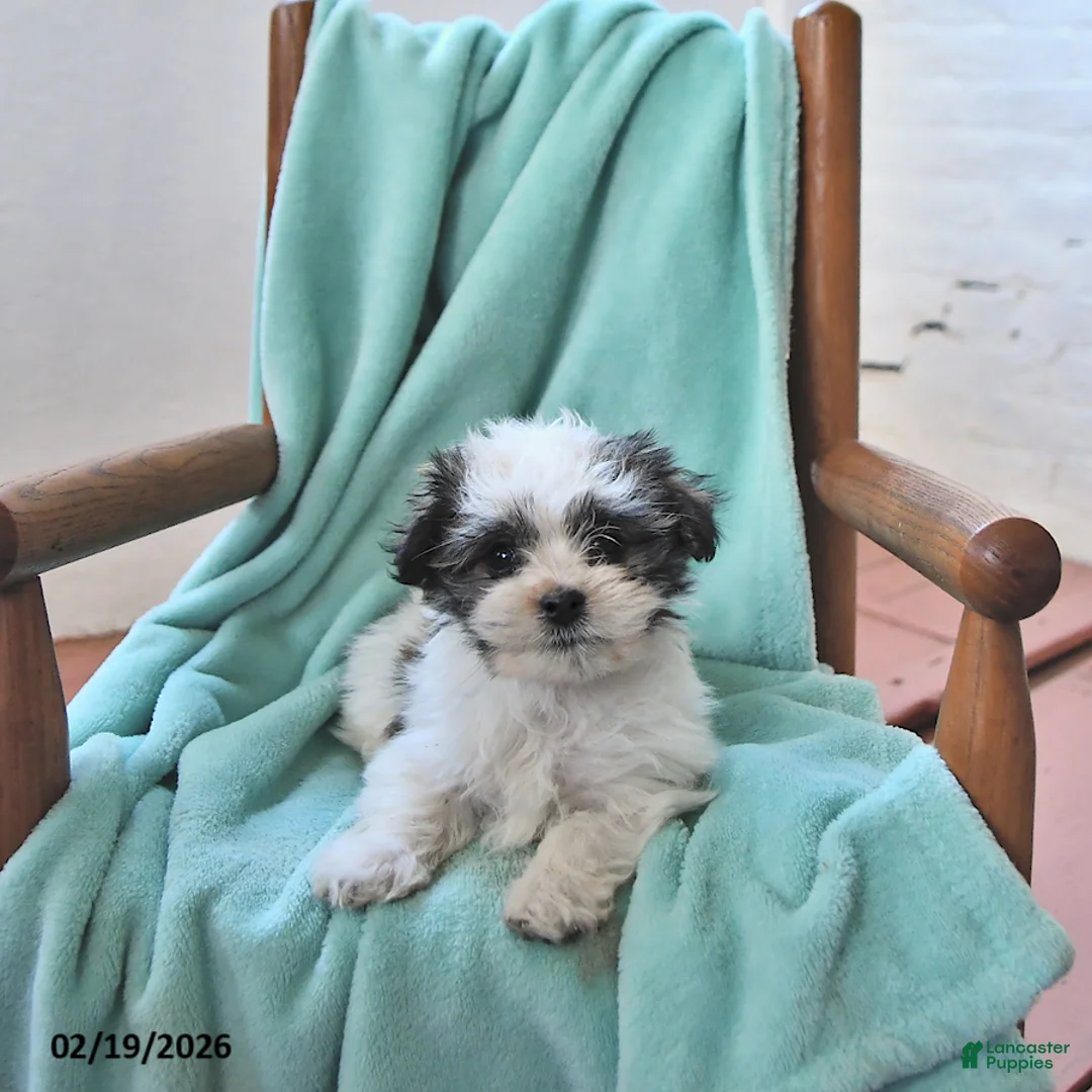 Havanese dogs for sale: Quinn - Ad 3