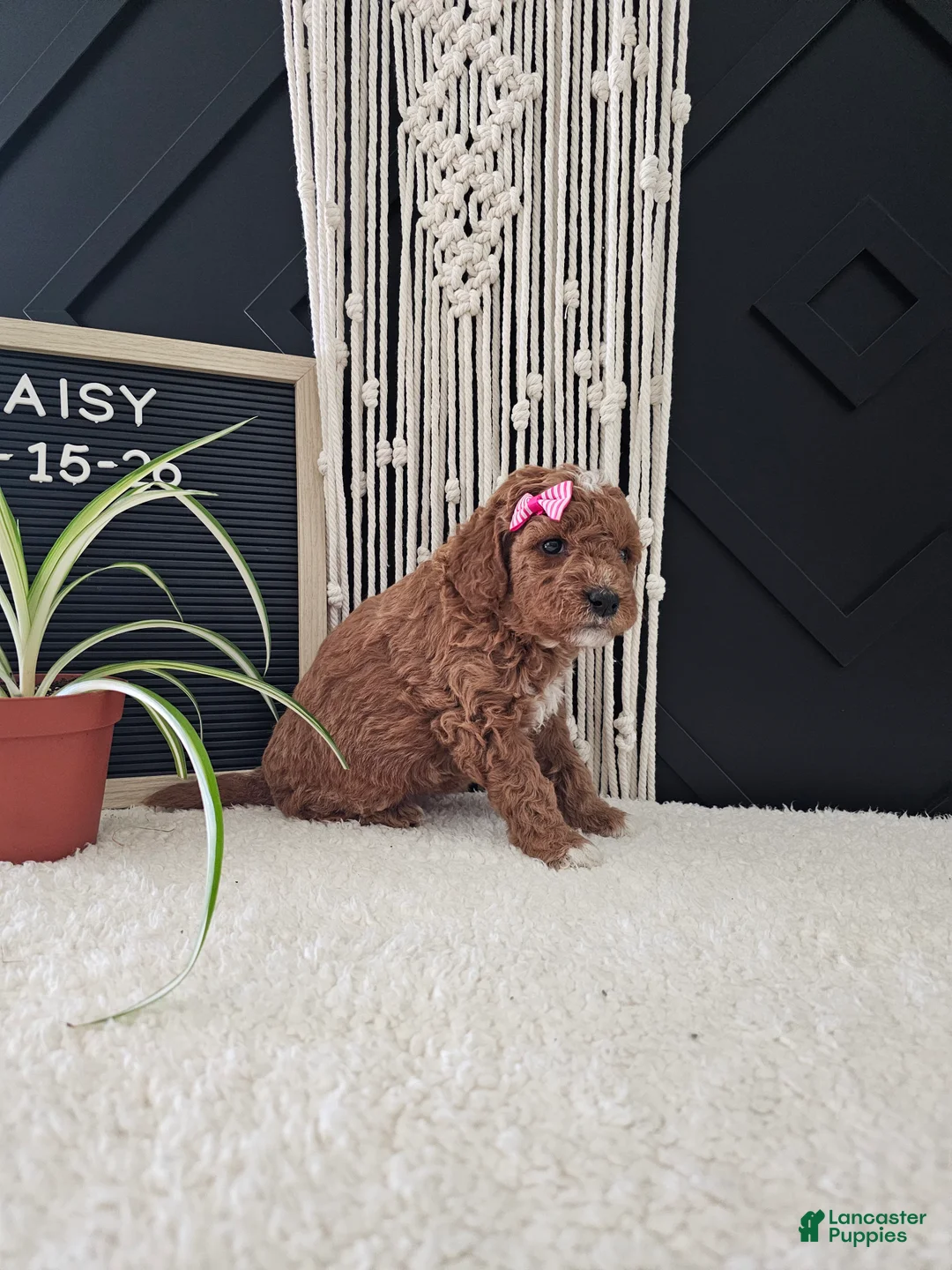 Mini Goldendoodle dogs for sale: Daisy - Ad 9