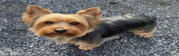 Yorkshire Terrier dogs for sale: Alf - Ad 2