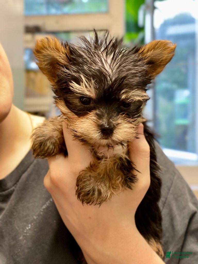 Yorkshire Terrier dogs Yorkshire Terrier Puppy 3 - Ad 15
