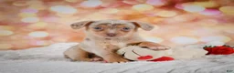 Chihuahua dogs for sale: Buzz - Ad 10