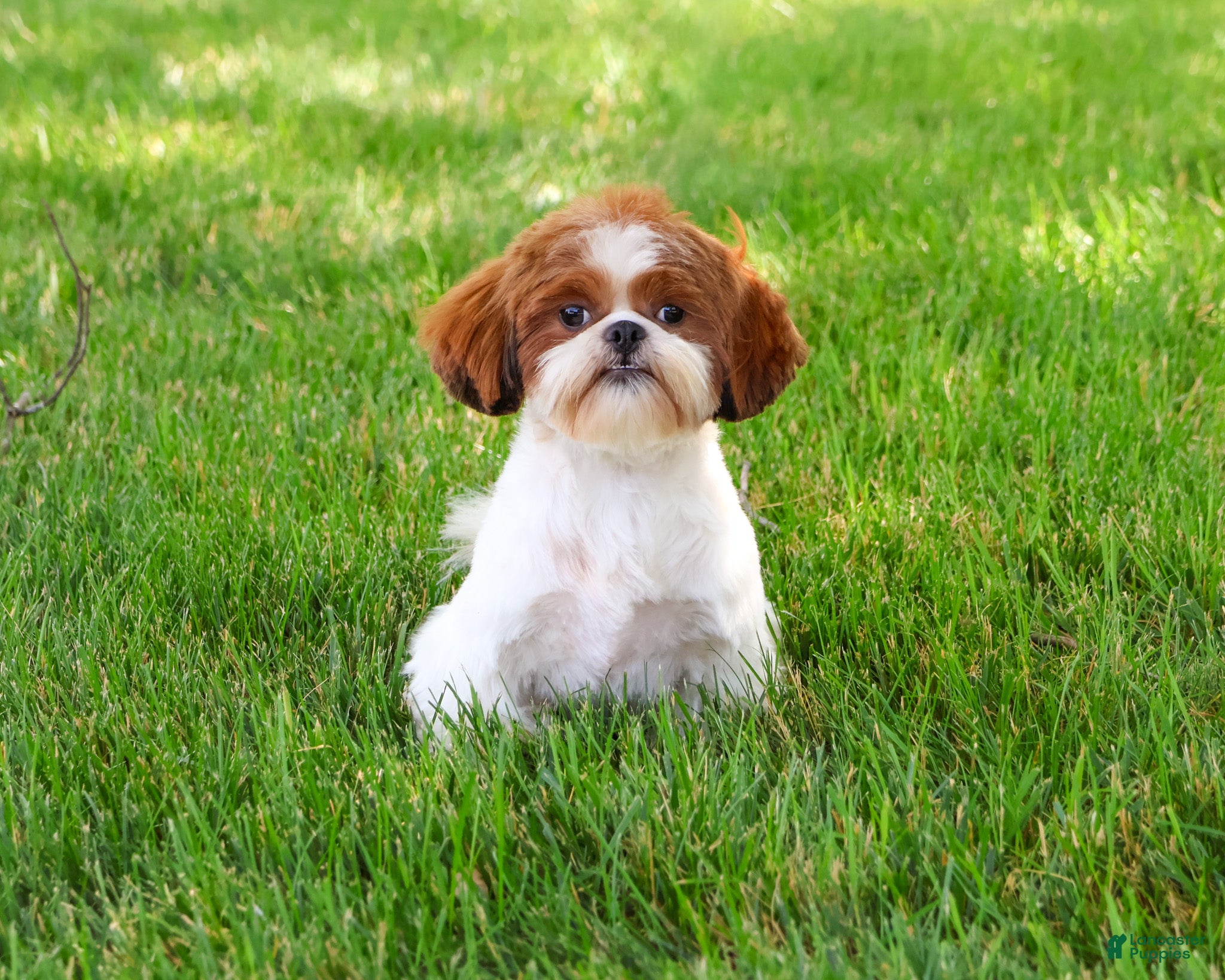 Shih Tzu dogs Blossom - Ad 1