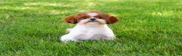 Shih Tzu dogs for sale: Blossom - Ad 1
