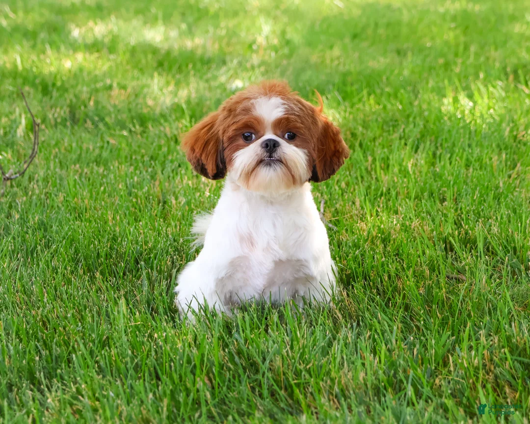 Shih Tzu dogs for sale: Blossom - Ad 1