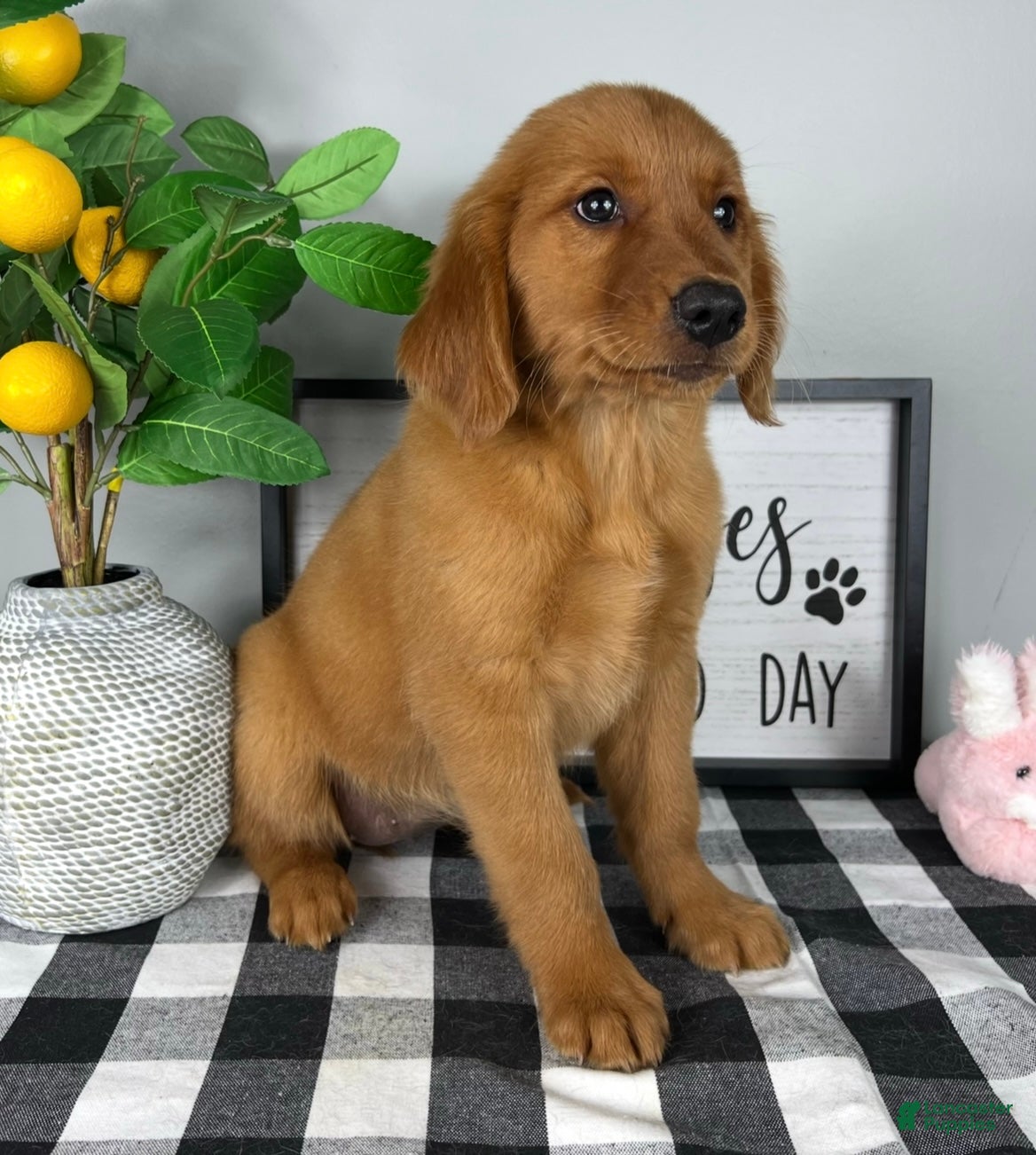 Golden Retriever dogs Gracie  - Ad 29